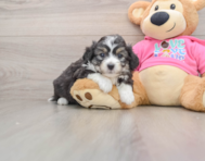 7 week old Aussiechon Puppy For Sale - Puppy Love PR