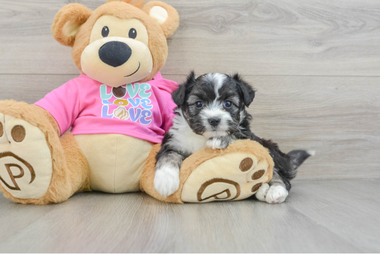 Meet Emory - our Aussiechon Puppy Photo 1/3 - Puppy Love PR Aussiechon Pup Being Cute