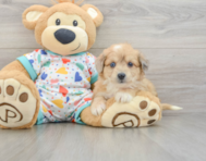 8 week old Aussiechon Puppy For Sale - Puppy Love PR