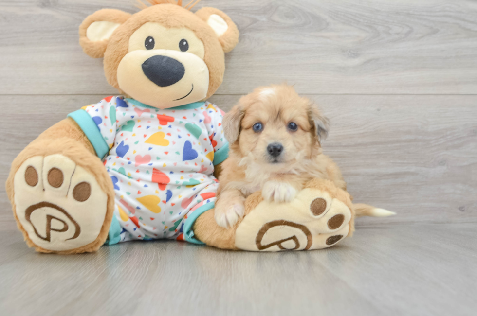5 week old Aussiechon Puppy For Sale - Puppy Love PR