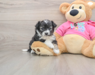 6 week old Aussiechon Puppy For Sale - Puppy Love PR