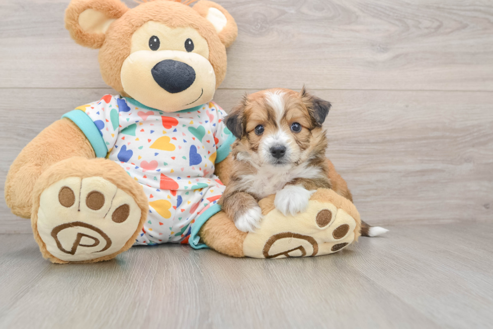 Cute Aussiechon Baby