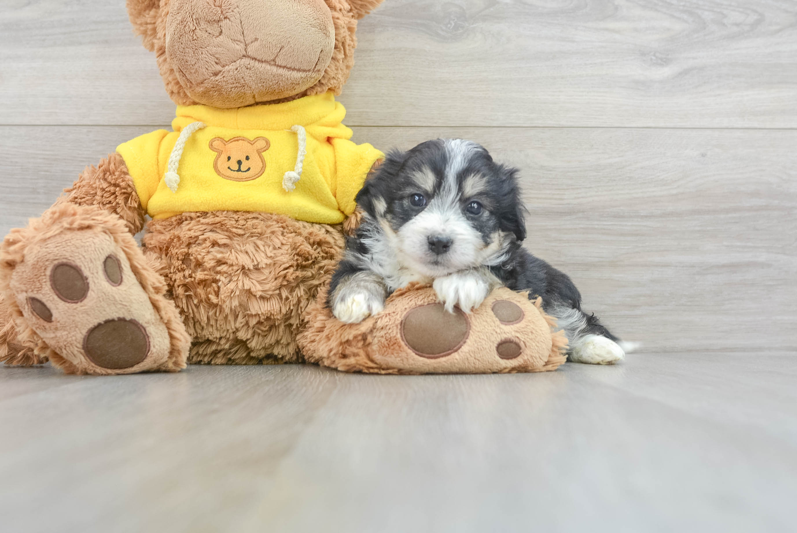 Aussiechon Pup Being Cute