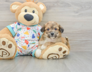 8 week old Aussiechon Puppy For Sale - Puppy Love PR