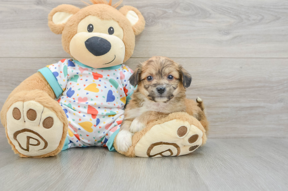 5 week old Aussiechon Puppy For Sale - Puppy Love PR
