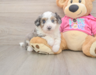 7 week old Aussiechon Puppy For Sale - Puppy Love PR