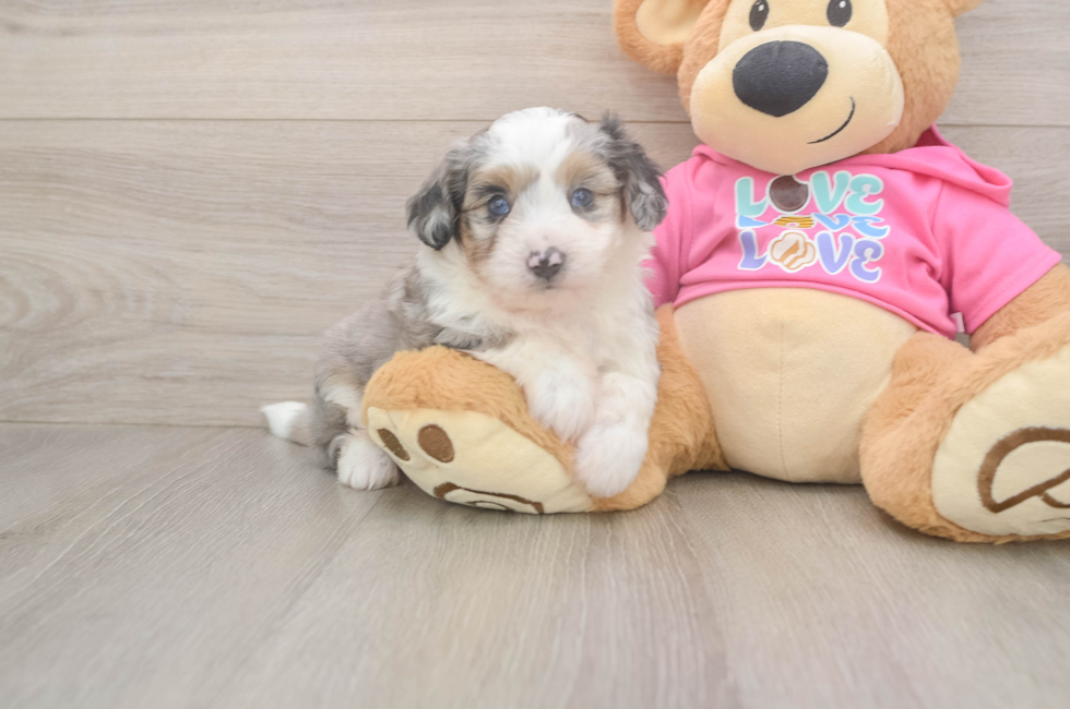 7 week old Aussiechon Puppy For Sale - Puppy Love PR
