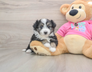 5 week old Aussiechon Puppy For Sale - Puppy Love PR