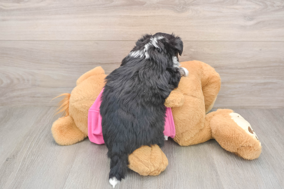 Playful Aussie Bichon Designer Puppy