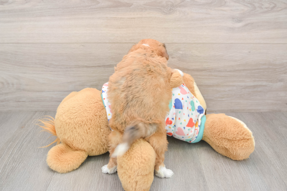 Best Aussiechon Baby