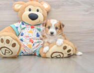 8 week old Aussiechon Puppy For Sale - Puppy Love PR