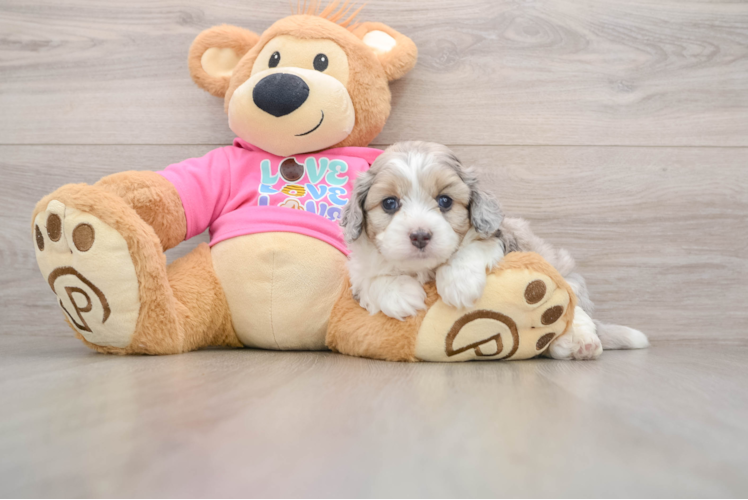 Aussiechon Pup Being Cute