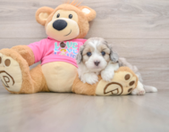 7 week old Aussiechon Puppy For Sale - Puppy Love PR