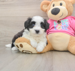 7 week old Aussiechon Puppy For Sale - Puppy Love PR