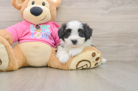 Energetic Aussie Bichon Designer Puppy
