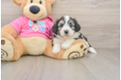 Aussiechon Pup Being Cute