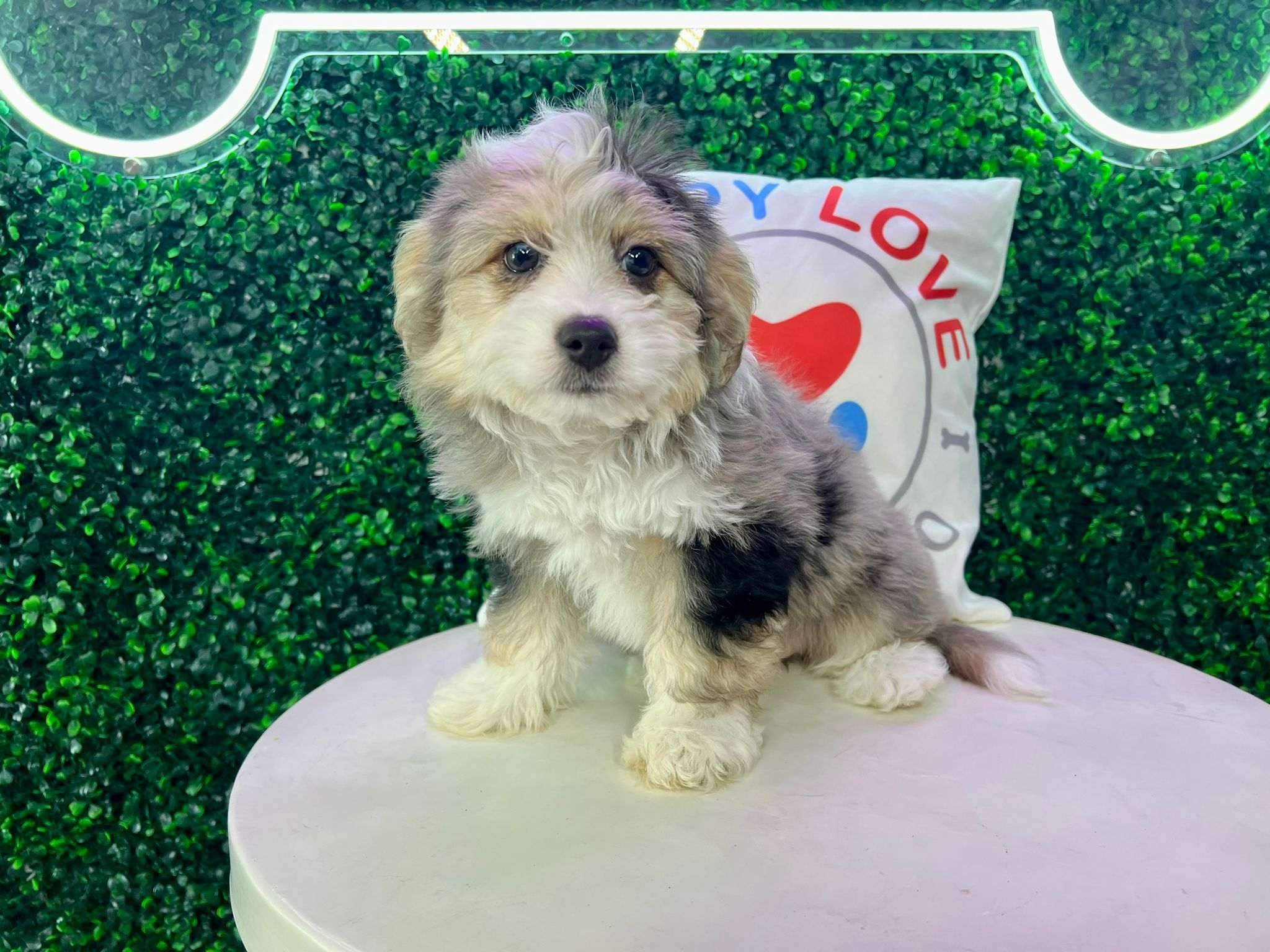 Aussiechon Pup Being Cute