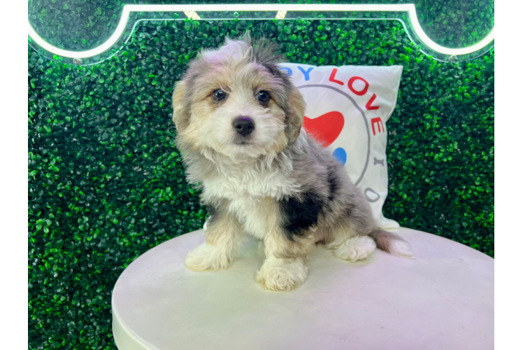 Meet Estee - our Aussiechon Puppy Photo 1/4 - Puppy Love PR Aussiechon Pup Being Cute
