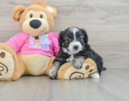 7 week old Aussiechon Puppy For Sale - Puppy Love PR