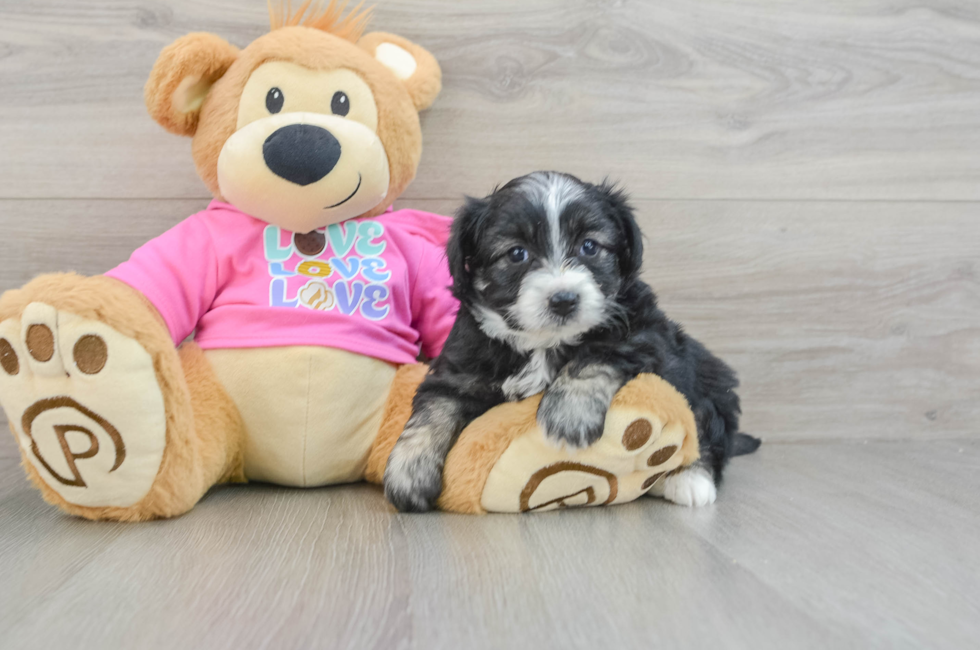 7 week old Aussiechon Puppy For Sale - Puppy Love PR