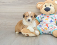 8 week old Aussiechon Puppy For Sale - Puppy Love PR
