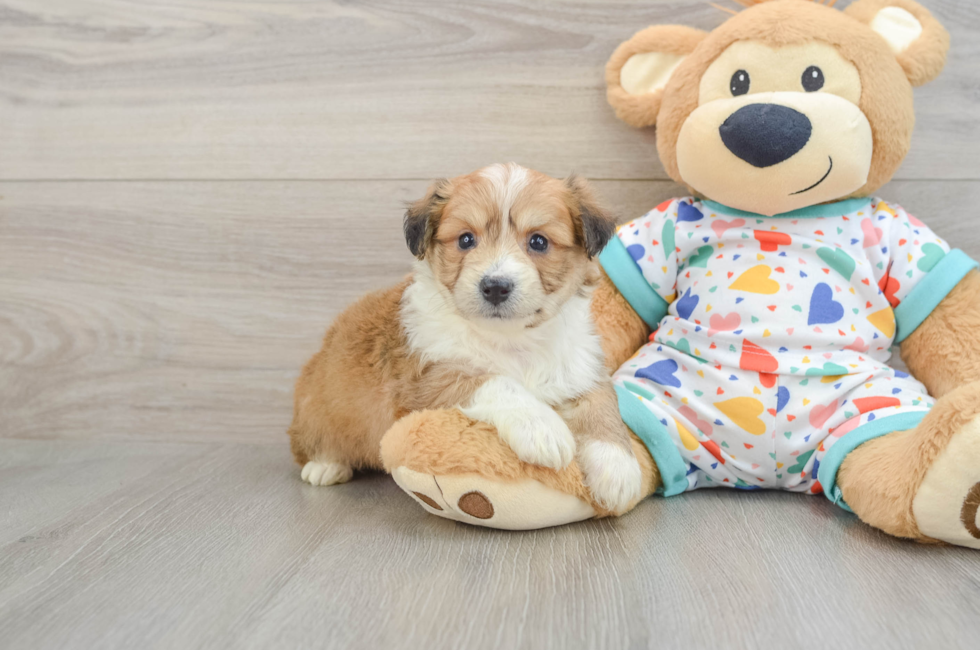 5 week old Aussiechon Puppy For Sale - Puppy Love PR