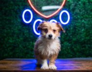 9 week old Aussiechon Puppy For Sale - Puppy Love PR
