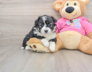 6 week old Aussiechon Puppy For Sale - Puppy Love PR