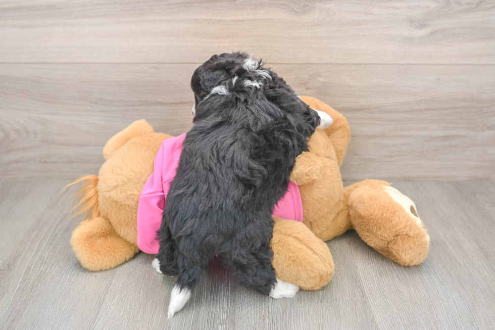 Friendly Aussiechon Baby