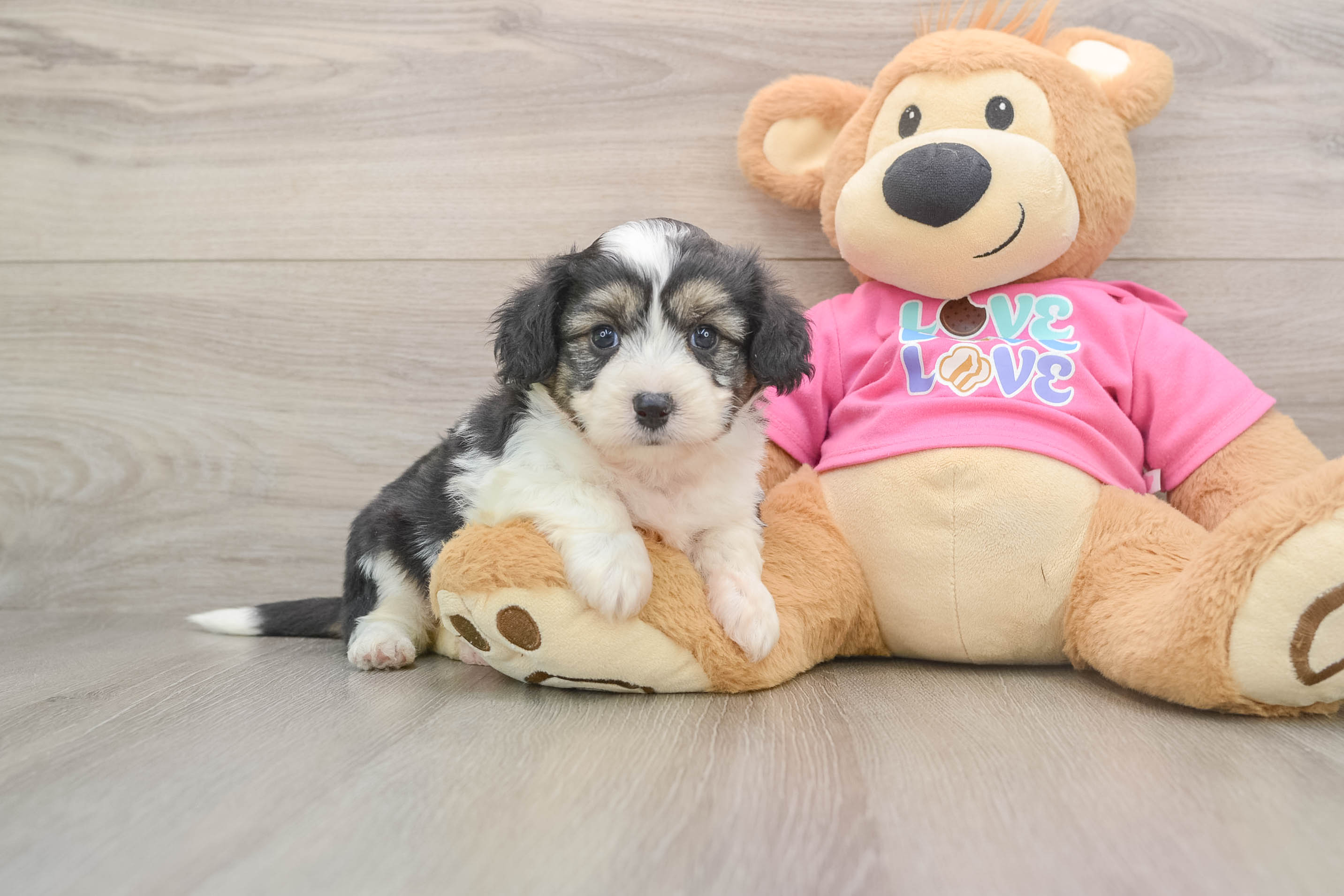 Aussiechon Puppy for Adoption