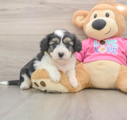 8 week old Aussiechon Puppy For Sale - Puppy Love PR