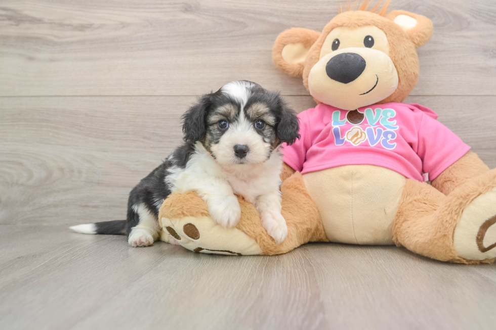 Aussiechon Puppy for Adoption