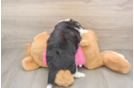 Aussiechon Puppy for Adoption