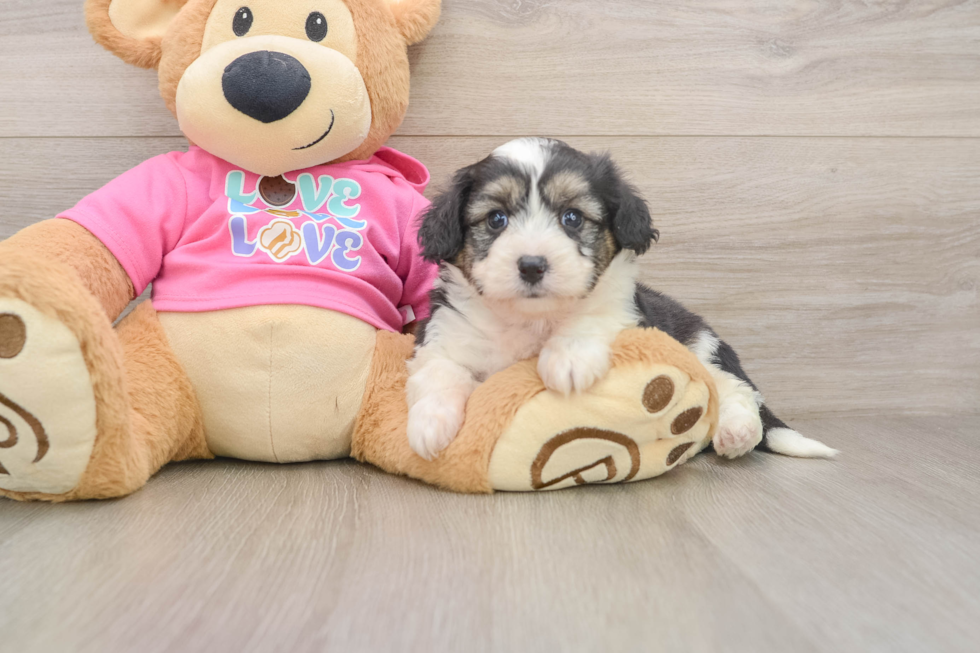 Smart Aussiechon Designer Pup