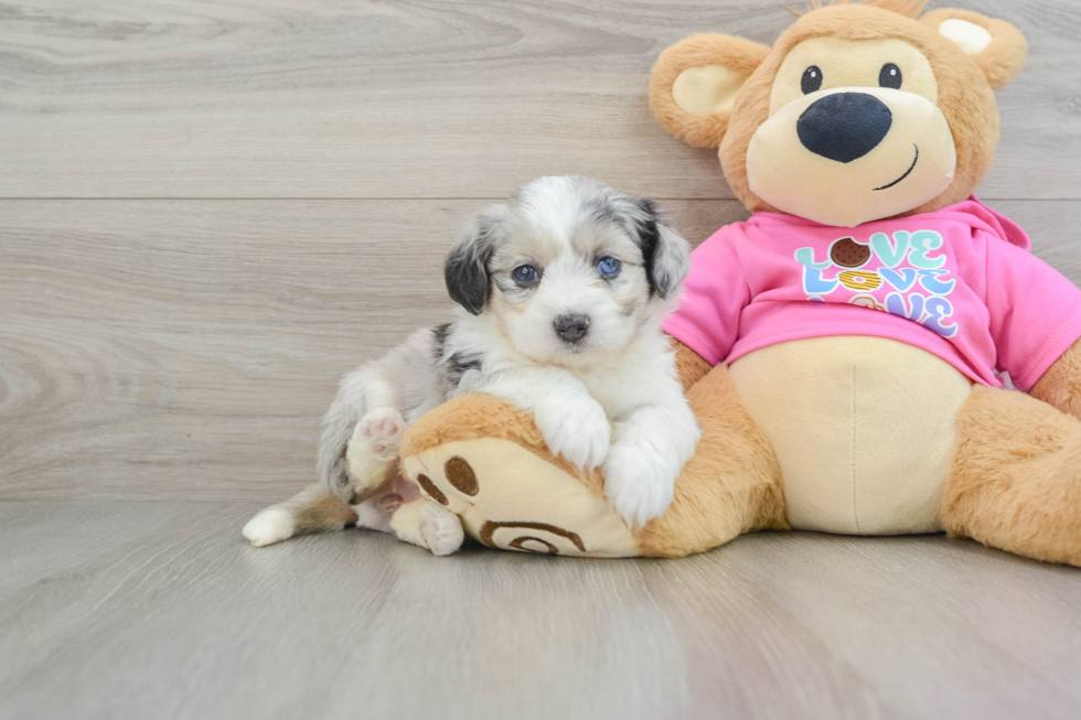 Playful Aussie Bichon Designer Puppy