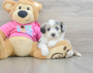 7 week old Aussiechon Puppy For Sale - Puppy Love PR