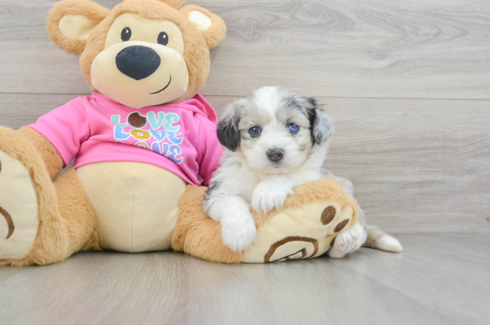 5 week old Aussiechon Puppy For Sale - Puppy Love PR