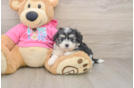 Fluffy Aussiechon Designer Pup