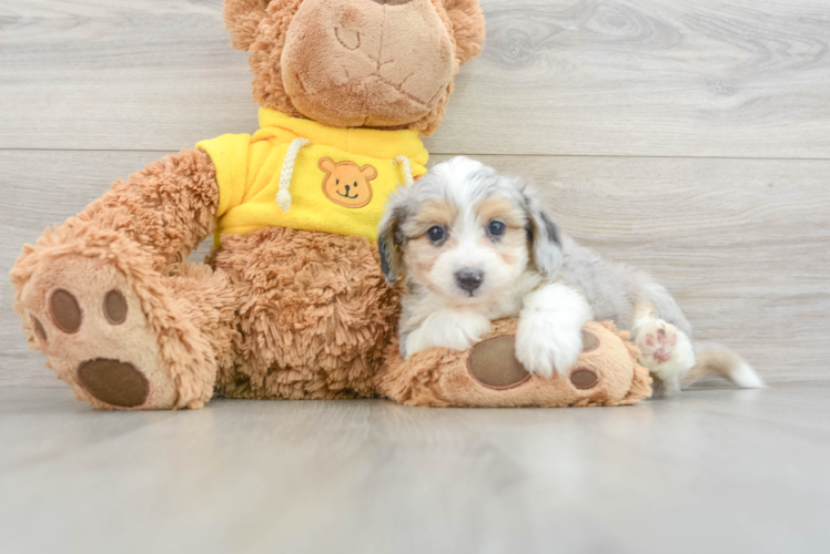 Meet Fabi - our Aussiechon Puppy Photo 1/3 - Puppy Love PR Friendly Aussiechon Baby