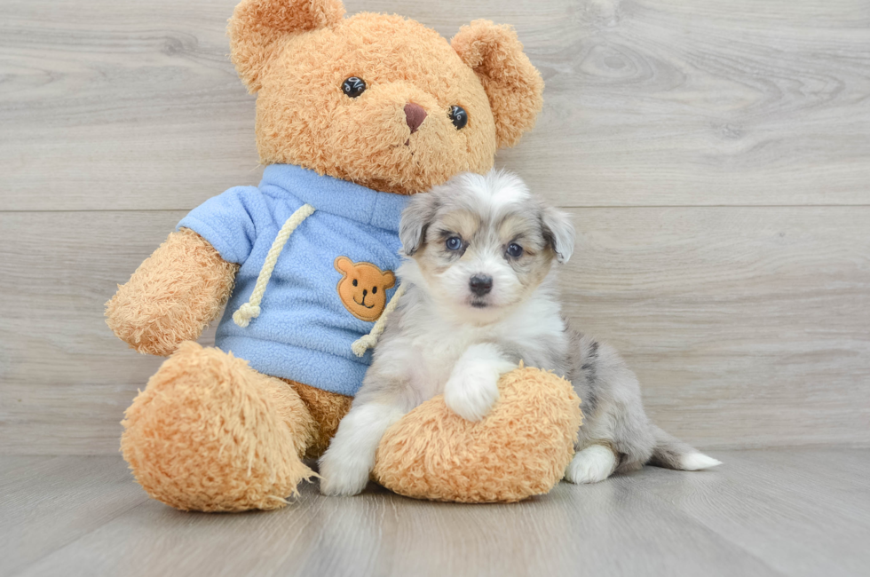 6 week old Aussiechon Puppy For Sale - Puppy Love PR