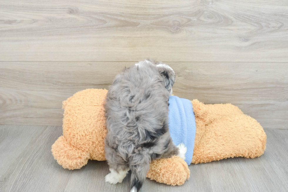 Fluffy Aussiechon Designer Pup