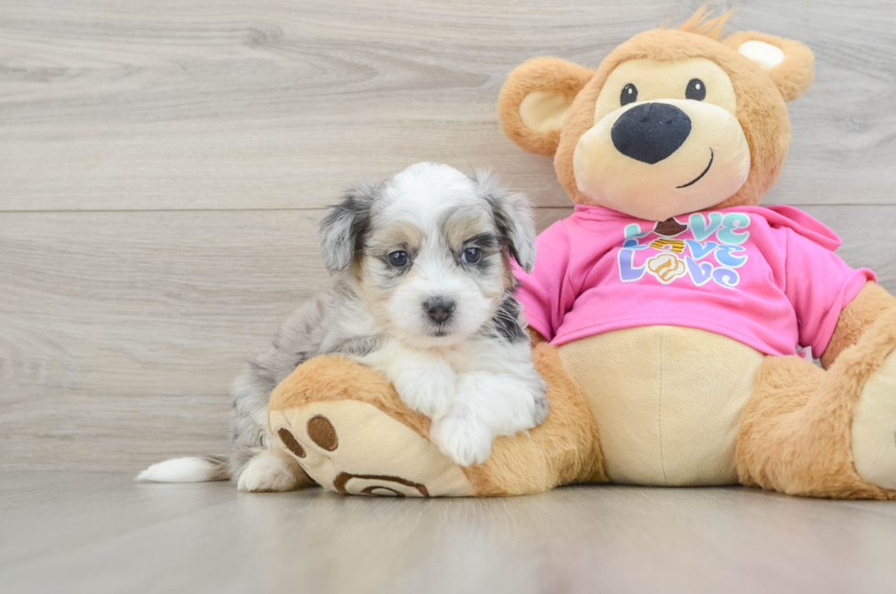 6 week old Aussiechon Puppy For Sale - Puppy Love PR