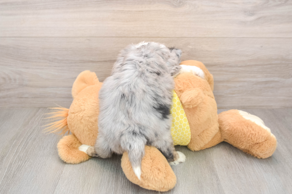 Aussiechon Puppy for Adoption