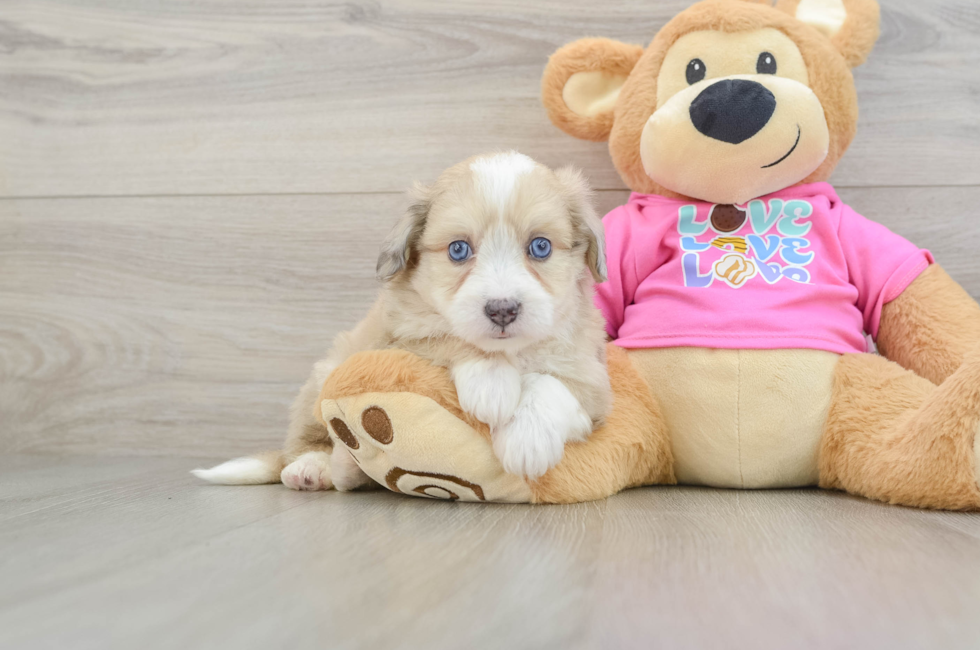 6 week old Aussiechon Puppy For Sale - Puppy Love PR