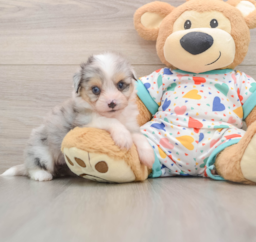 6 week old Aussiechon Puppy For Sale - Puppy Love PR