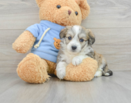 6 week old Aussiechon Puppy For Sale - Puppy Love PR
