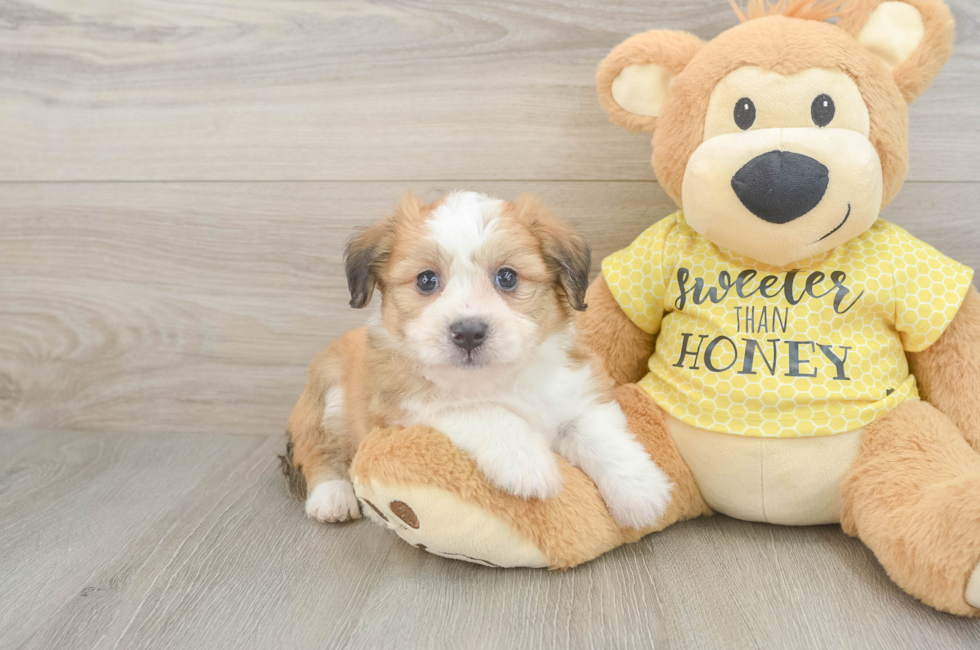 5 week old Aussiechon Puppy For Sale - Puppy Love PR