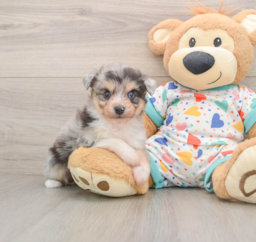 6 week old Aussiechon Puppy For Sale - Puppy Love PR