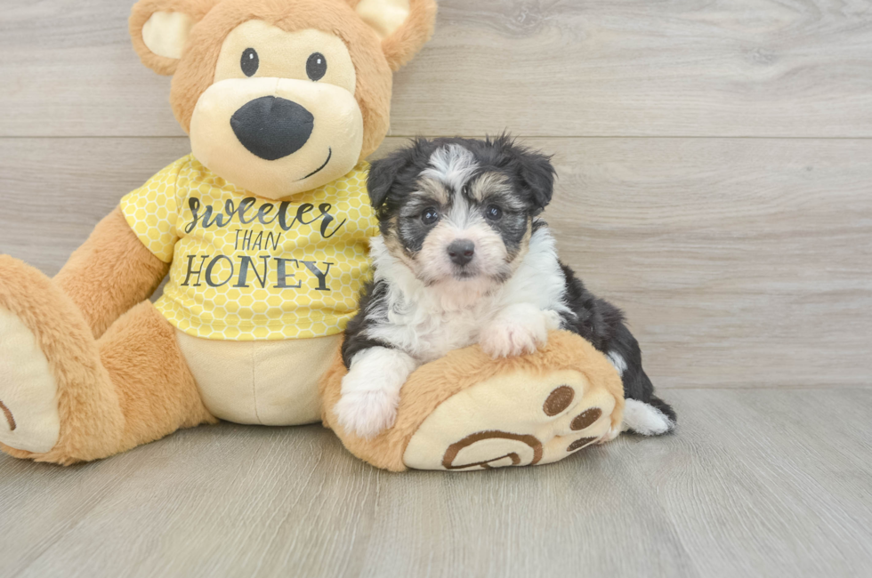 5 week old Aussiechon Puppy For Sale - Puppy Love PR