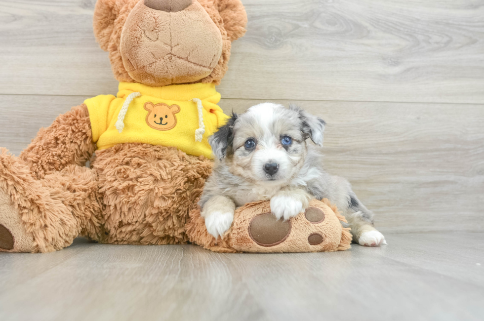 5 week old Aussiechon Puppy For Sale - Puppy Love PR